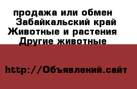 продажа или обмен - Забайкальский край Животные и растения » Другие животные   